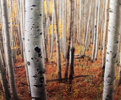 Gary Crandall Photography Aspen Army Print Fall Colors Trees Matted No Frame