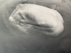 Arno Rafael Minkkinen «Waiting for the Snake» Silver Gelatin Signed Numbered