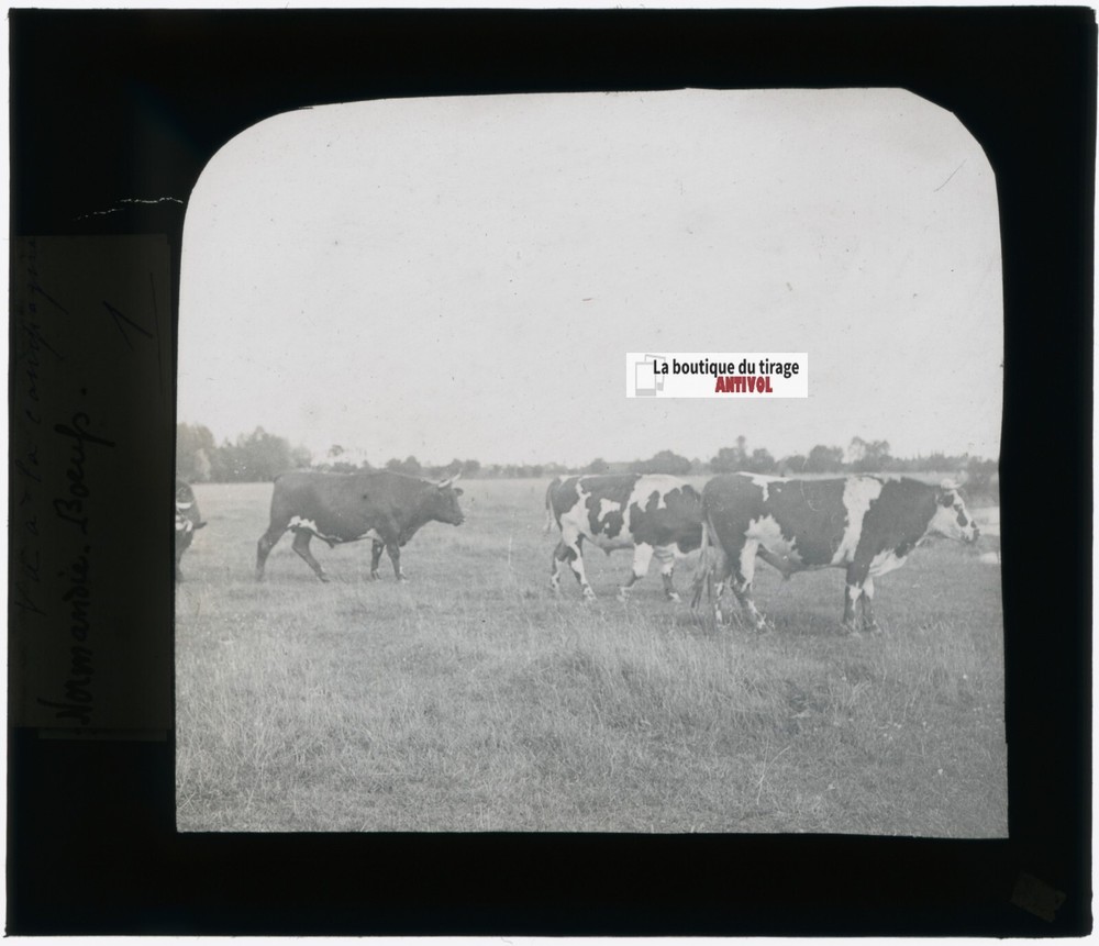 Normandy Cows, Countryside, Photo Glass Plate, Black & White, Positive 8.5×10 Cm