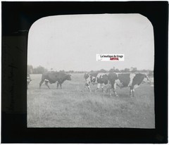 Normandy Cows, Countryside, Photo Glass Plate, Black & White, Positive 8.5×10 Cm