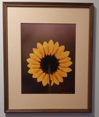 Stan Osolinski Sunflower Photo Signed Framed 16″x20″ 1980s