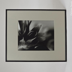 Steven Michael Bogdonas | Fuzzy Does It, 2001, Original Print