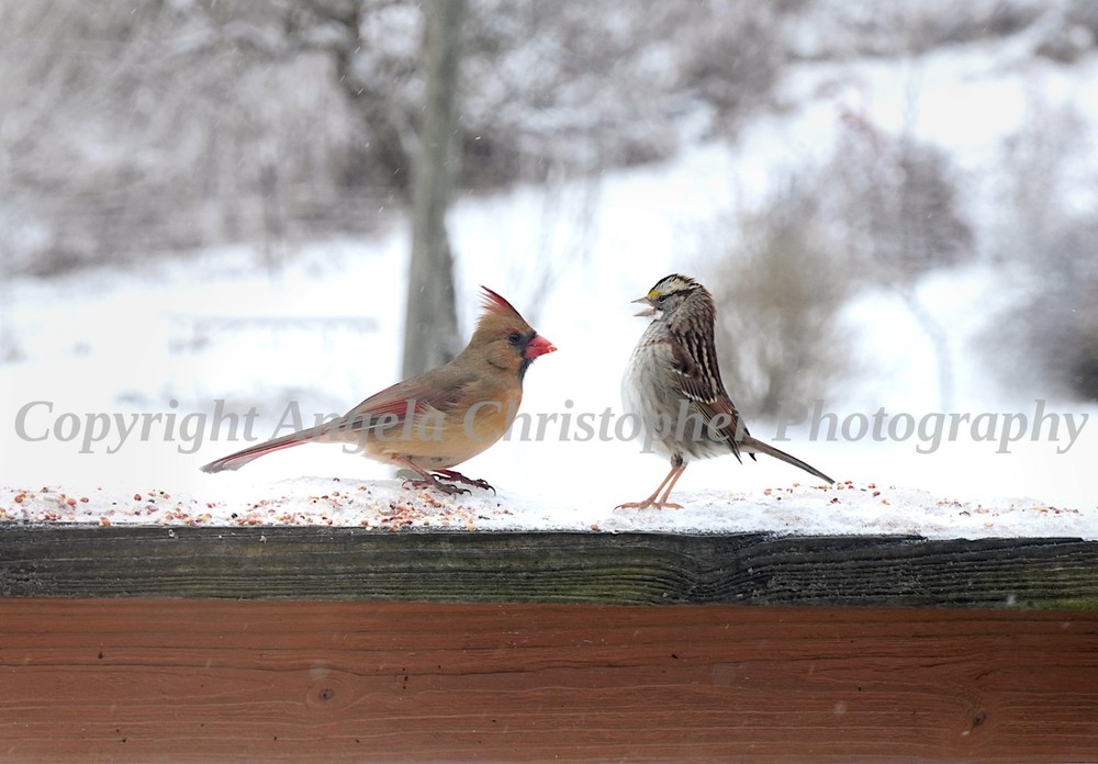 Original ACEO photo fine art print 2.5×3.5″ THE SHOWDOWN birds Cardinal Sparrow