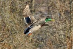 Mallard Duck Photo 1, Pick One Image – Various Sizes