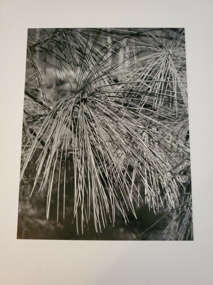 PINE NEEDLES ORIGINAL SIGNED ART PHOTO B&W STETTNER VTG MATTE NJ CAMERA