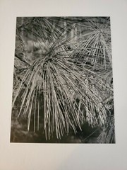 PINE NEEDLES ORIGINAL SIGNED ART PHOTO B&W STETTNER VTG MATTE NJ CAMERA