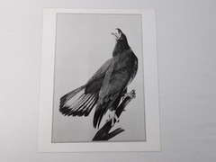 1966 John Audubon Birds America Set 7 Photographs for NY Historical Society Book