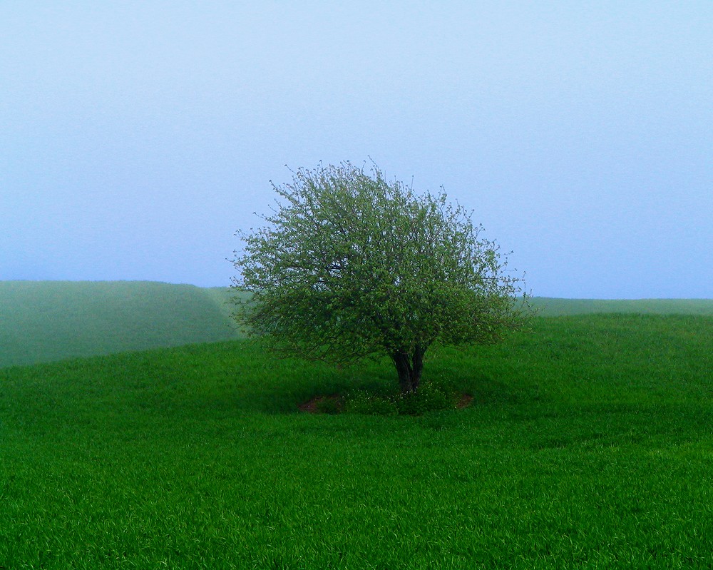 8 x10 Silver Metallic Art Photograph «Lonely Tree Blue Fog» Wall Decor Picture