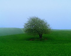 8 x10 Silver Metallic Art Photograph «Lonely Tree Blue Fog» Wall Decor Picture