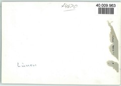 40009963 – 4670 Luenen Shield Kenya Equator