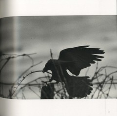 Masahisa Fukase Karasu RAVENS The Solitude of Ravens Ltd 1000 Photo book Used