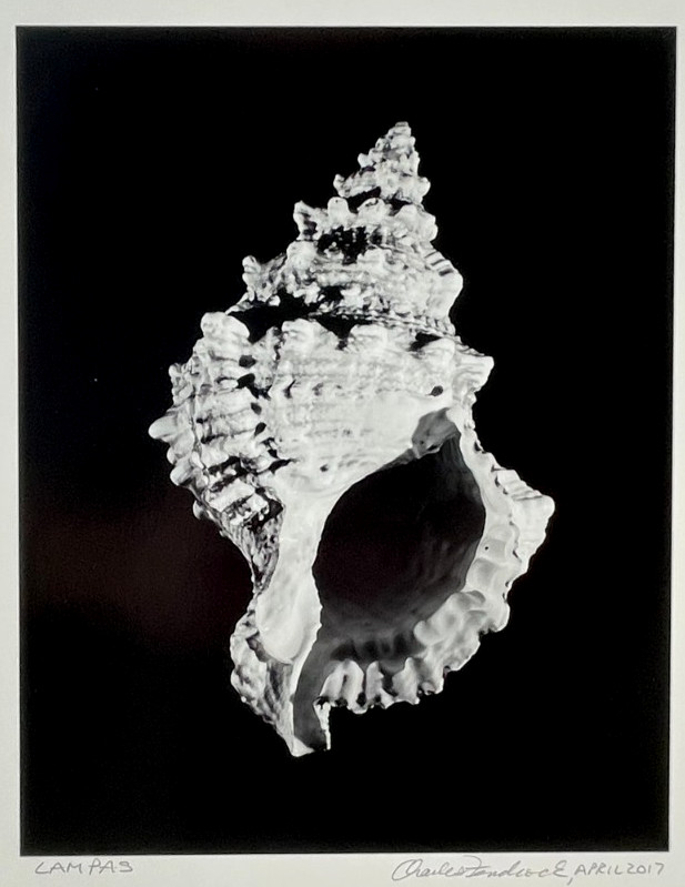 Charles Fendrock ‘CAMPAS’ Sea Shell B&W Photograph – Unframed, Listed Artist