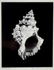 Charles Fendrock ‘CAMPAS’ Sea Shell B&W Photograph – Unframed, Listed Artist
