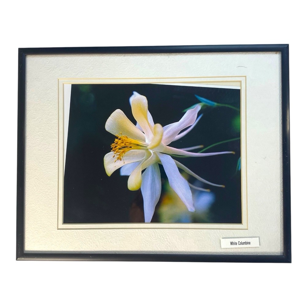 Framed Flower Photography – White Columbine – Botanical Wall Art 11”x14”