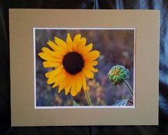Matted Photograph: Sunflowers 1