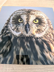 Hawaiian Short-Eared Owl Close Up Prof Photo 8×8 on Metal Plate Leighton Lum