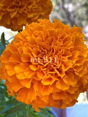 Orange Marigold Flower Photography | High Resolution Digital Image