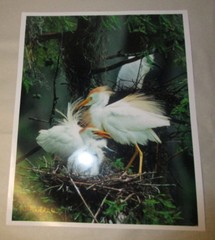Beautiful Photograph of Cattle Egrets, Louisiana 8 x 10″ Signed, Kodak Image