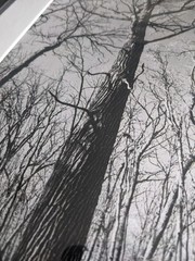 Original Black and White Photography, Nature, Tree, Custom 11×19