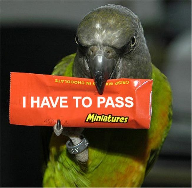 8 1/2 x 11″ HQ PHOTO of CHARLEY the SENEGAL PARROT w/ CANDY BAR with CUSTOM TEXT