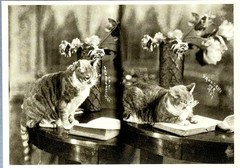 Smart Cat NYC 1931 Art Print Card Photo By James Van Der Zee Fotofolio 4”x6”