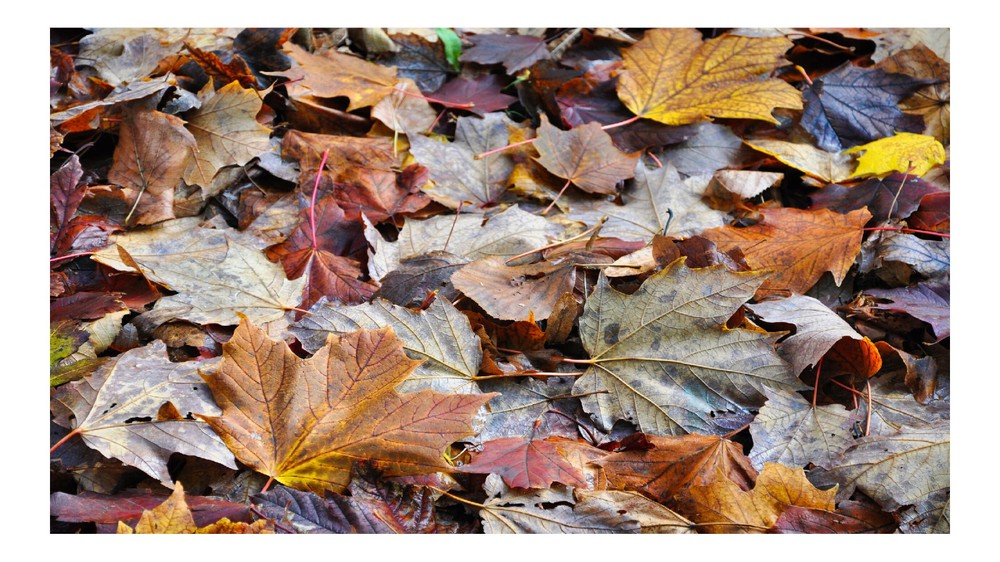 Fall Colored Dead Leaves 1, High Resolution Image, Many Formats, TV Art