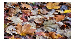 Fall Colored Dead Leaves 1, High Resolution Image, Many Formats, TV Art