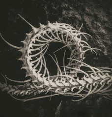 Snake, Bones, Black And White, Sepia