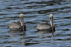 Brown Pelican Photo, Pick One Image – Various Sizes