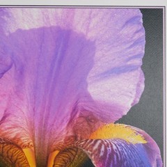 Lone Iris Foam Core Mounted Signed D Carlton Photograph Pacific NW Artist Color