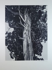 Richard Garrod, silver gelatin, black and white photograph, Juniper Tree
