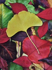 ART – VTG Original Signed Scott Johnson Photograph 10.5×8.5 Framed Gingko Leaves