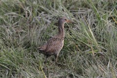 Clapper Rail Photo- Pick one Image – Various Sizes