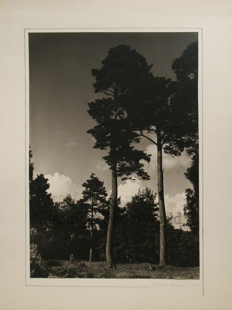 Pine trees antique art photo by N. St Claire MacKenzie