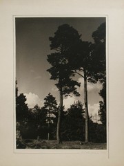 Pine trees antique art photo by N. St Claire MacKenzie