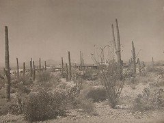 Orig 1940s B&W Photograph PAPAGO DESERT LAND AZ signed Joseph Reinbold 16X19
