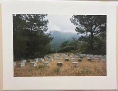 Vintage 2018 SUSANNAH HAYS ‘Bee Boxes Hives’ Datca TURKEY Landscape PHOTO