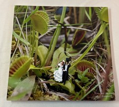 8×8 LORRI HONEYCUTT photo on masonite STRONGER TOGETHER~wedding in venus flytrap