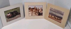 Monkey Camels and Elephants Pictures Framed and Signed by Artist