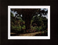 Abelardo Morell Yew Tree Monet’s Garden Giclee Limited Ed Photograph Print 2024