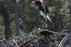 Osprey Photo, Pick One Image – Various Sizes