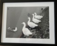 black & white photography art framed Ducks In A Row Signed: RL Gemeinhardt 1/50