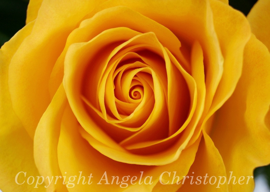 Original ACEO 2.5×3.5 IN photo art print YELLOW ROSE flower multiple sizes close