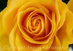 Original ACEO 2.5×3.5 IN photo art print YELLOW ROSE flower multiple sizes close