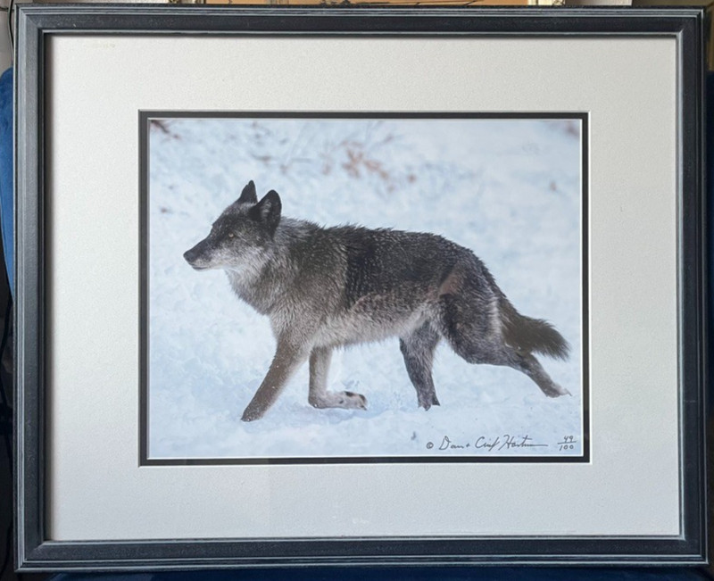 Black Wolf Photograph Framed Signed