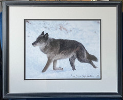 Black Wolf Photograph Framed Signed