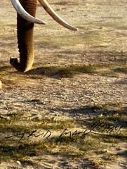 Thomas D. Mangelsen’s “The Long Journey” Limited Edition Signed Photo #293/1200