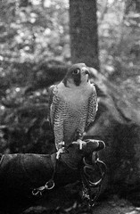 Peregine Falcon, Rosendale, NY, 8 x 10 in, 2024, art photo by Melanie Gonzalez