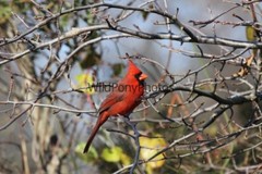 Cardinal Photo, Pick One Image – Various Sizes