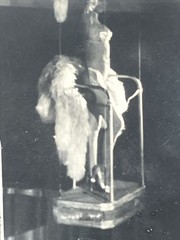 Rare 1950s Burlesque Lingerie Show- Risqué- Black & White Photo- Vegas ?